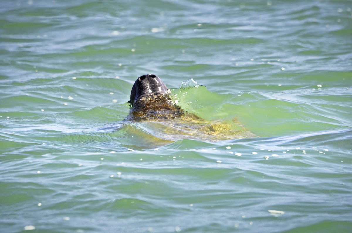 Manatees - ML646719537