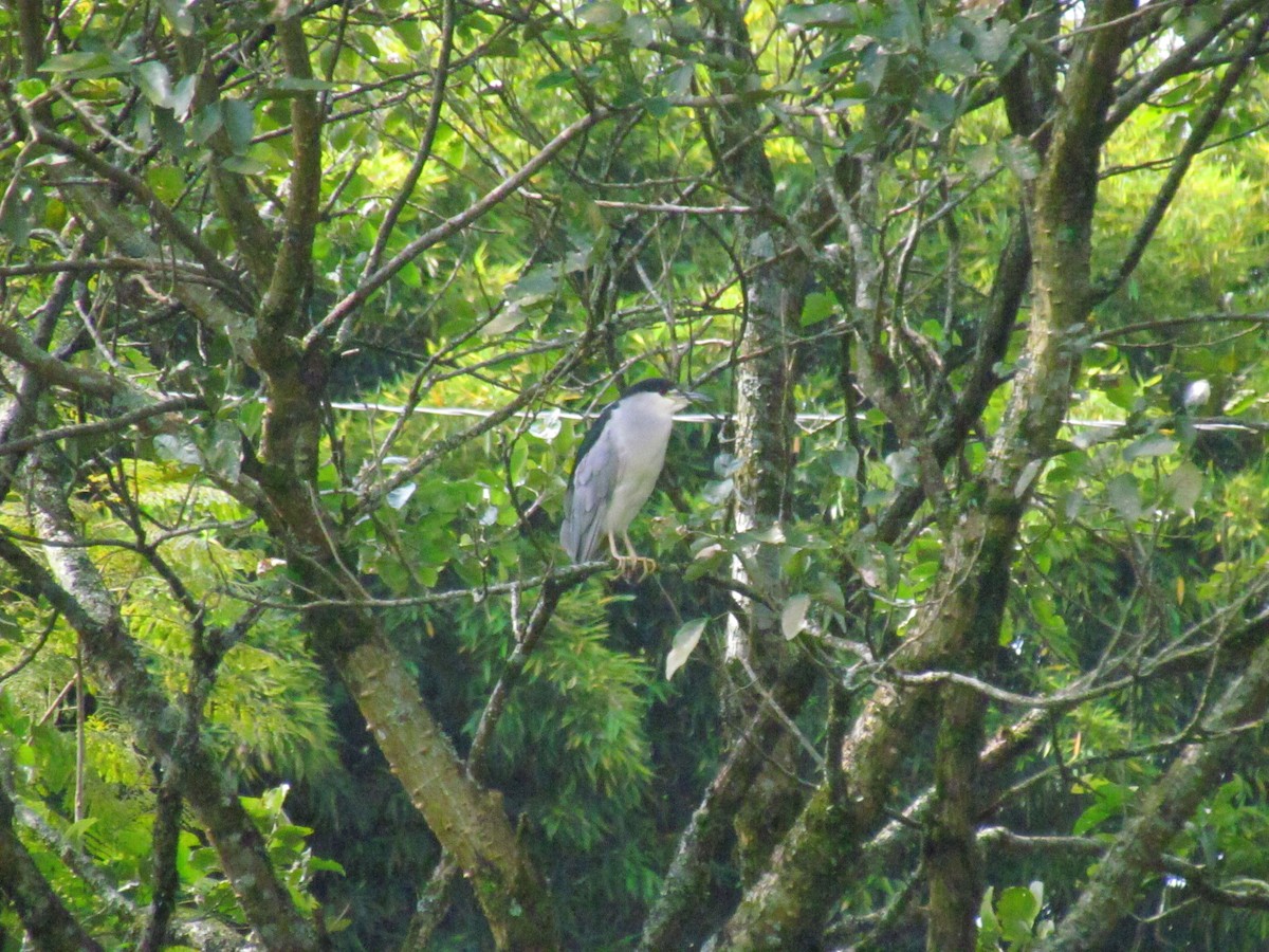 אנפת לילה - ML646719538