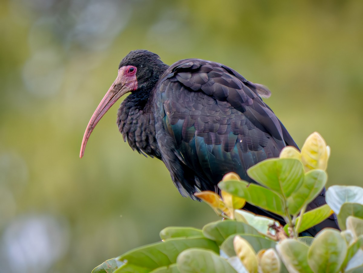 Bare-faced Ibis - ML646719539