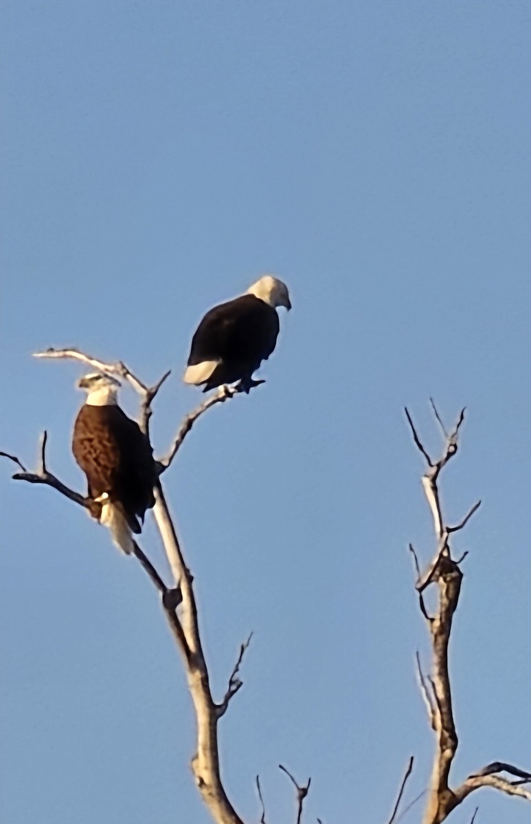 עיטם לבן-ראש - ML646719541