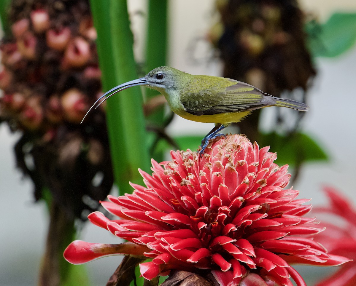 Little Spiderhunter - ML646719542