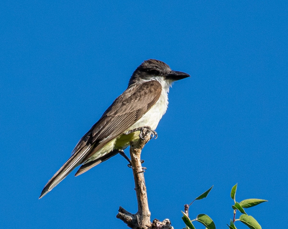 Thick-billed Kingbird - ML646719543