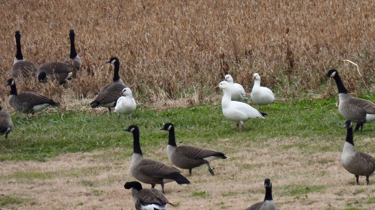 אווז שלג - ML646719544