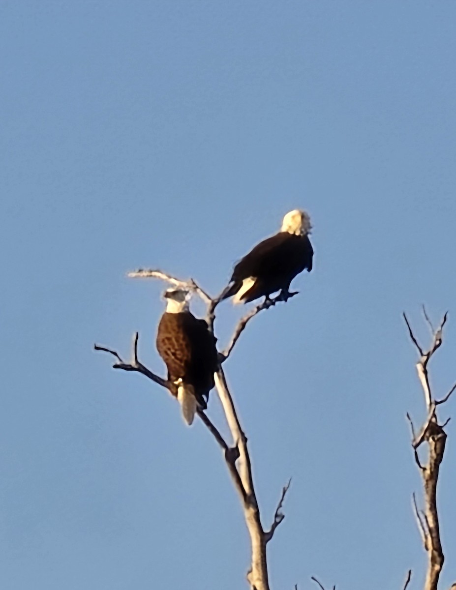 עיטם לבן-ראש - ML646719545