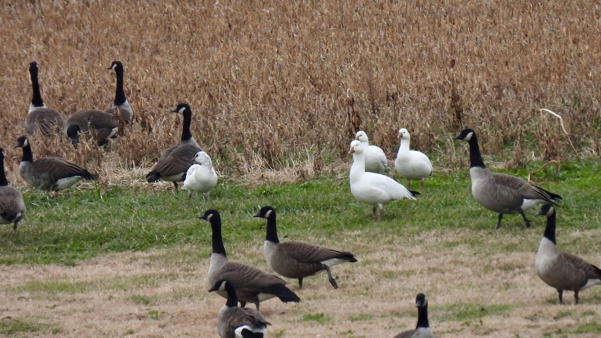 Ross's Goose - ML646719546