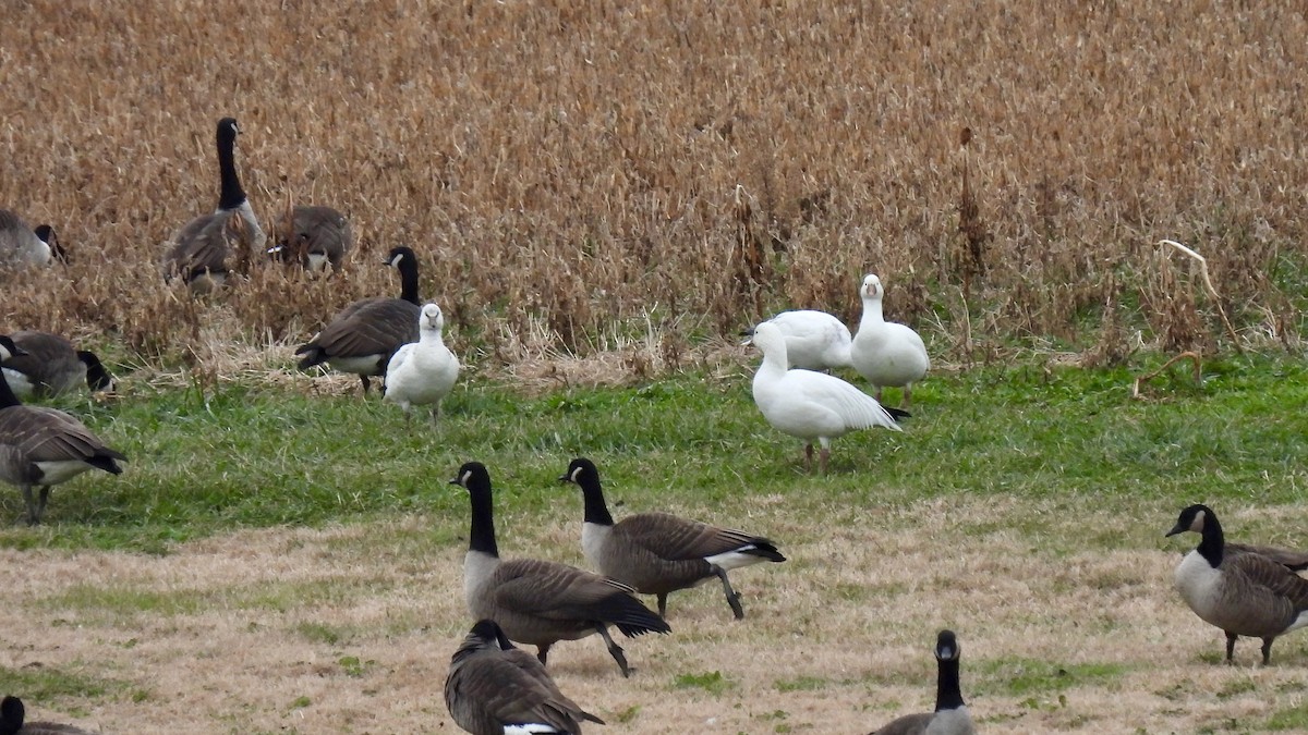Ross's Goose - ML646719547