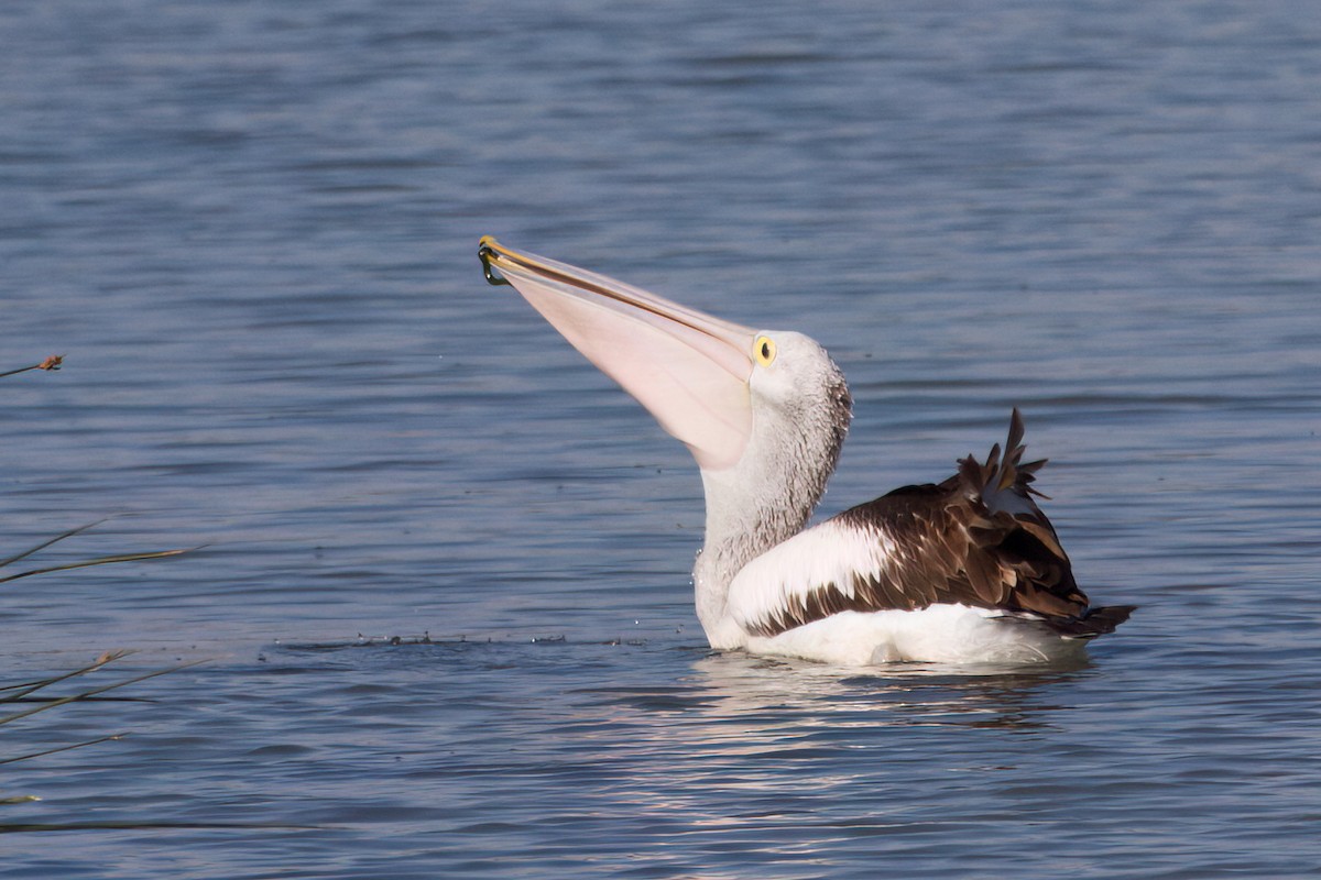 Australian Pelican - ML646719548