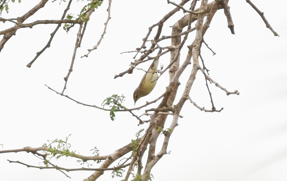 עלווית אפורה - ML646719549