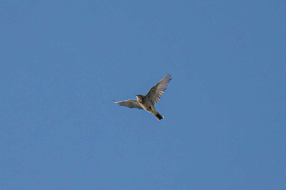 פפיון אמריקני - ML646719550