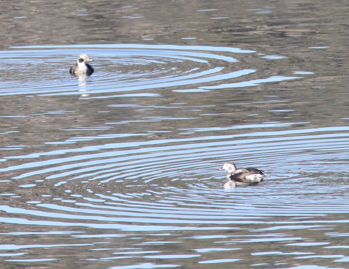 Long-tailed Duck - ML646719551