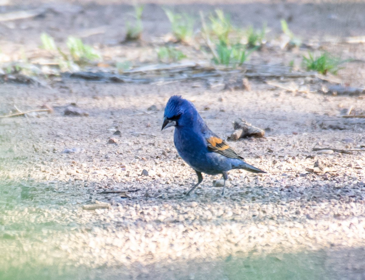 גבתאי כחול - ML646719552