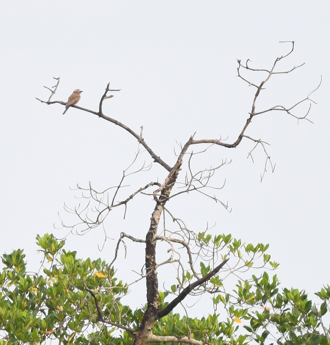 Purple Roller - ML646719553