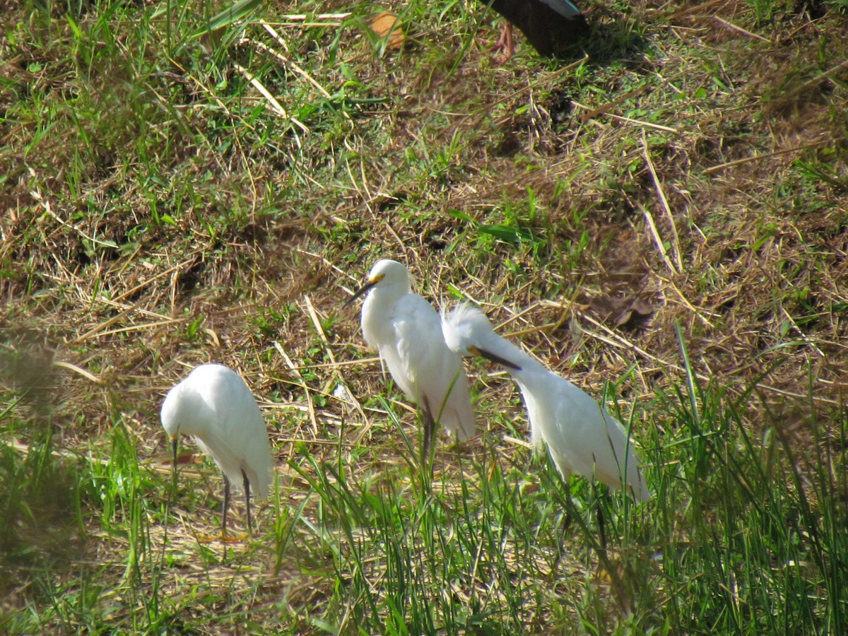 לבנית אמריקנית - ML646719554