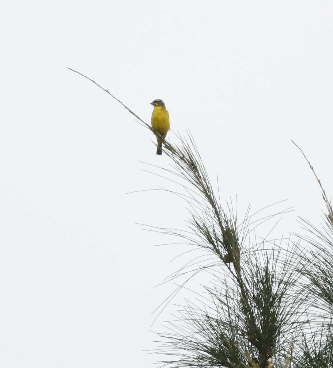 Yellow-fronted Canary - ML646719556