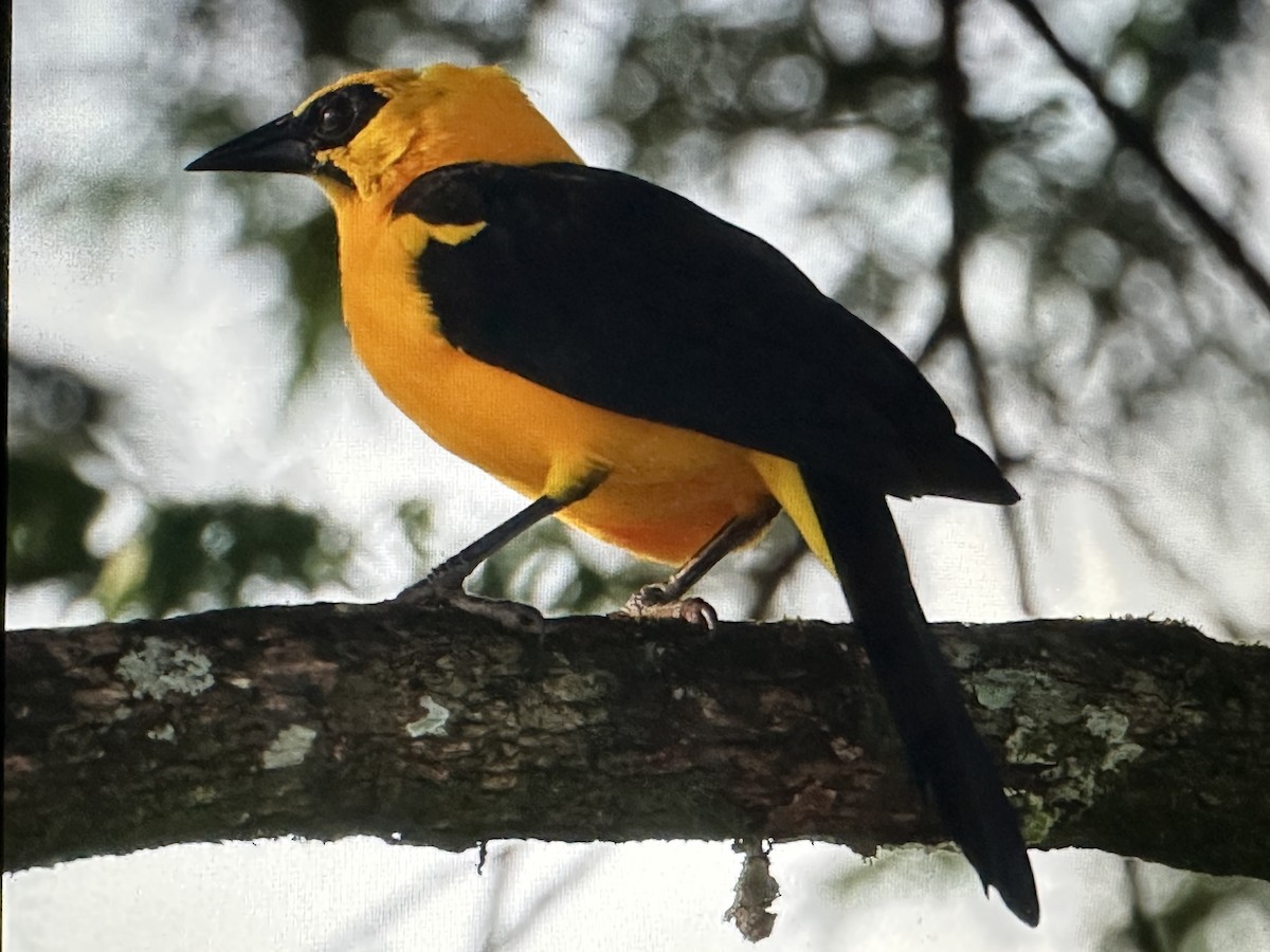 Oriole Blackbird - ML646719557
