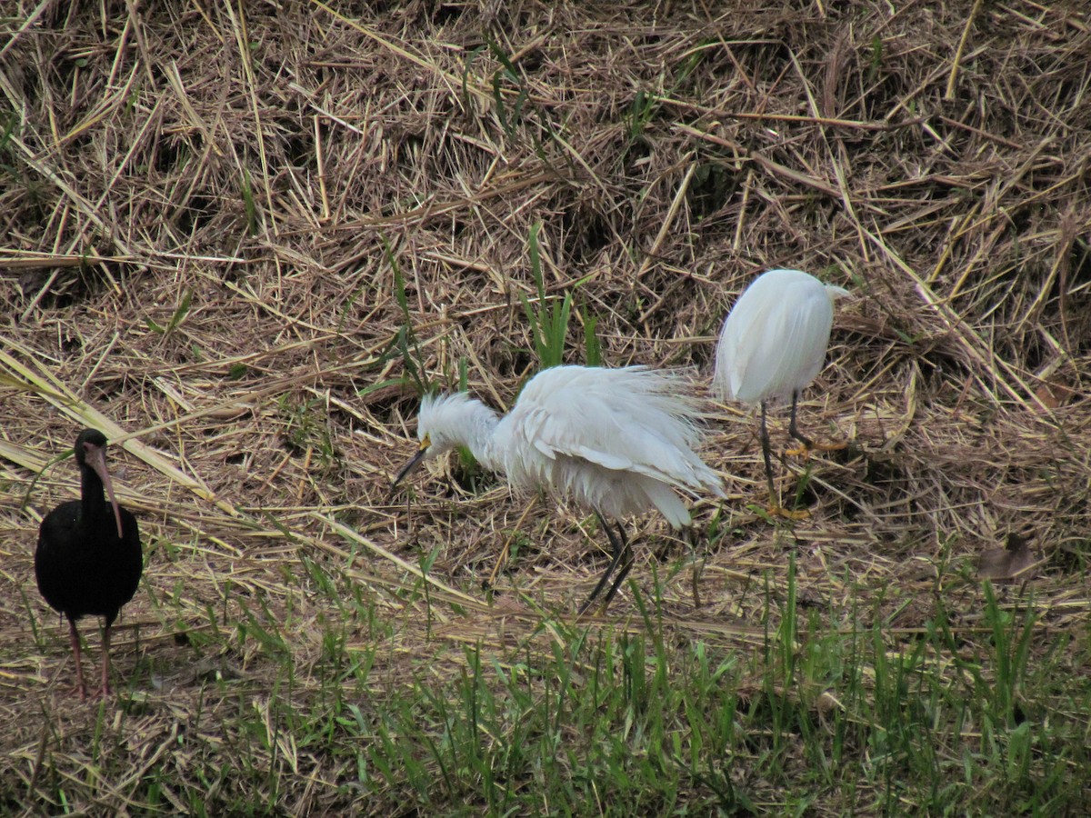 לבנית אמריקנית - ML646719558