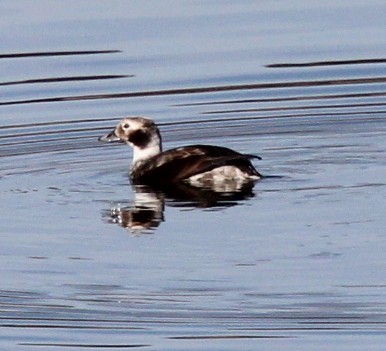 Long-tailed Duck - ML646719559