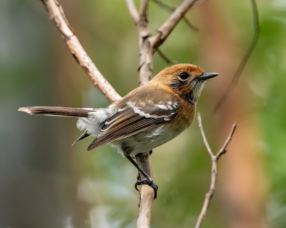 Oahu Elepaio - ML646719560