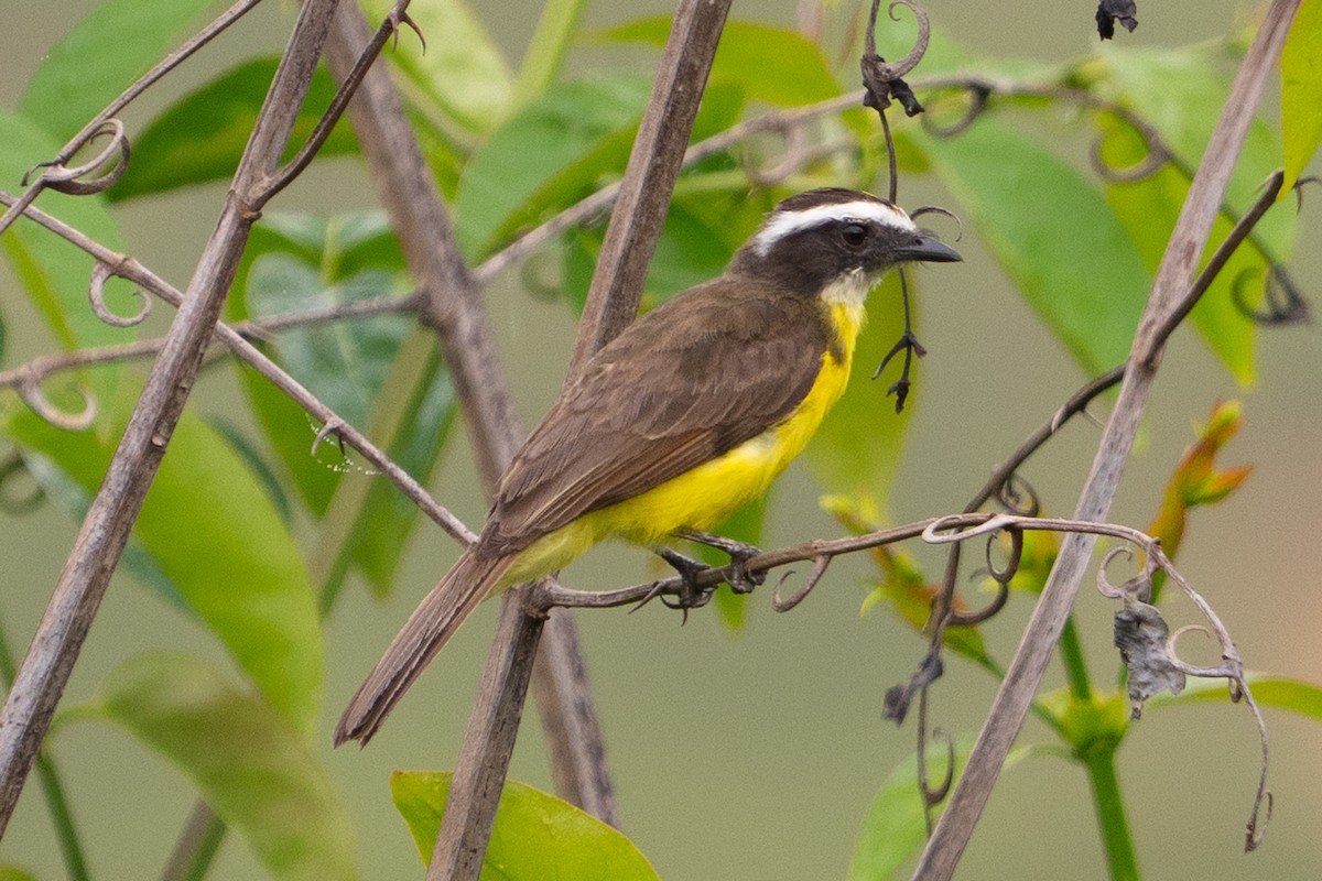 Lesser Kiskadee - ML646719561