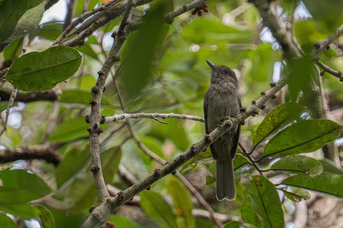 Grayish Mourner - ML646719562