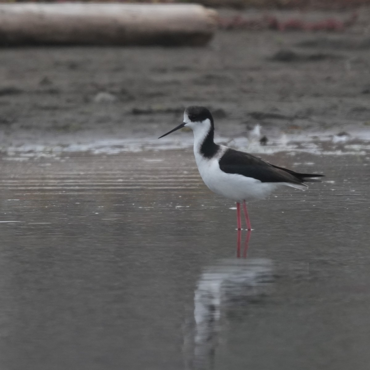 Black-necked Stilt - ML646719563