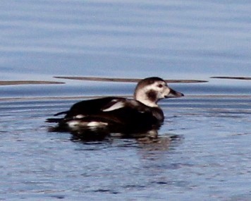 Long-tailed Duck - ML646719565