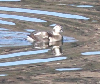 Long-tailed Duck - ML646719566