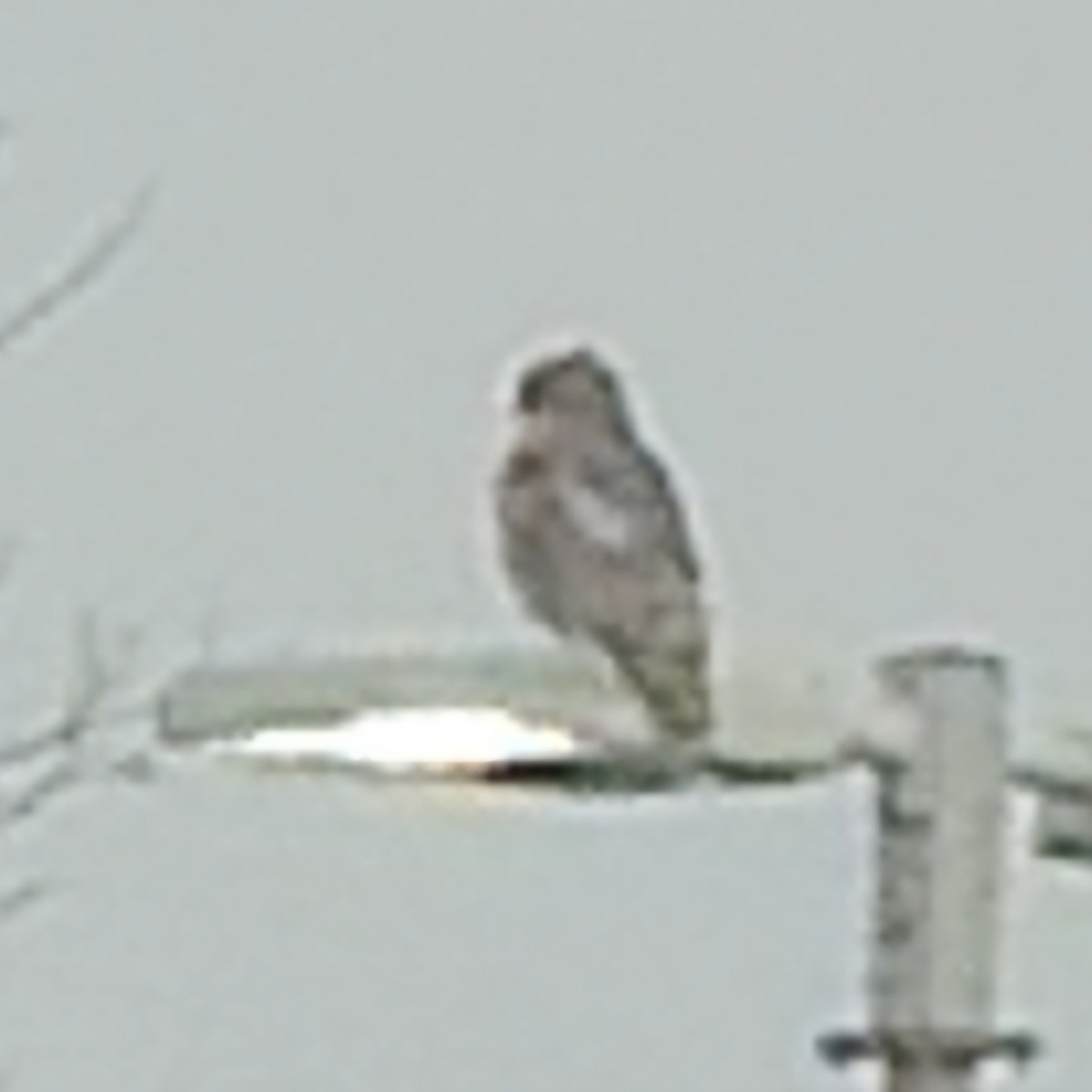 Red-shouldered Hawk - ML646719567