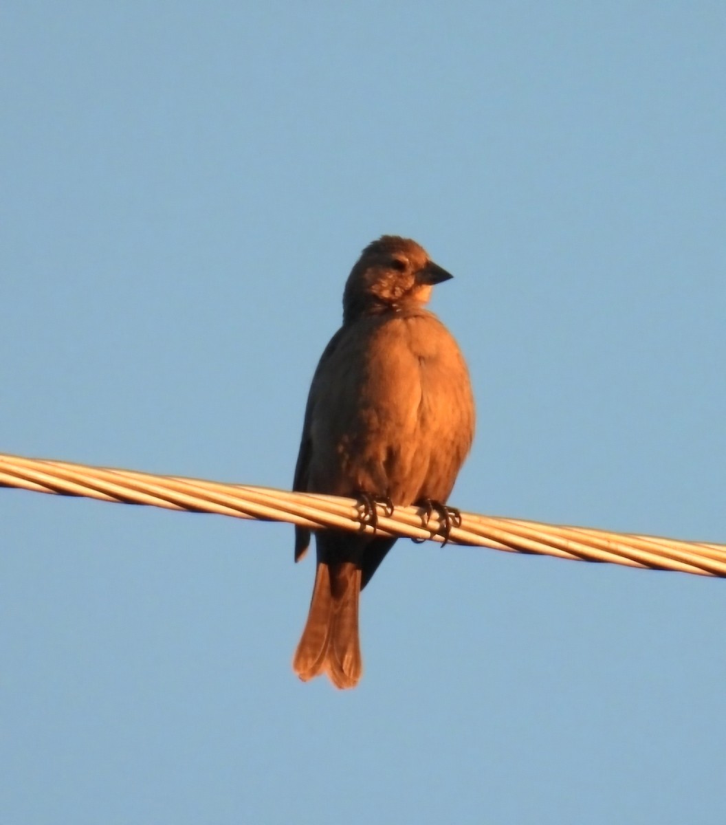 שחרורית חומת-ראש - ML646719570