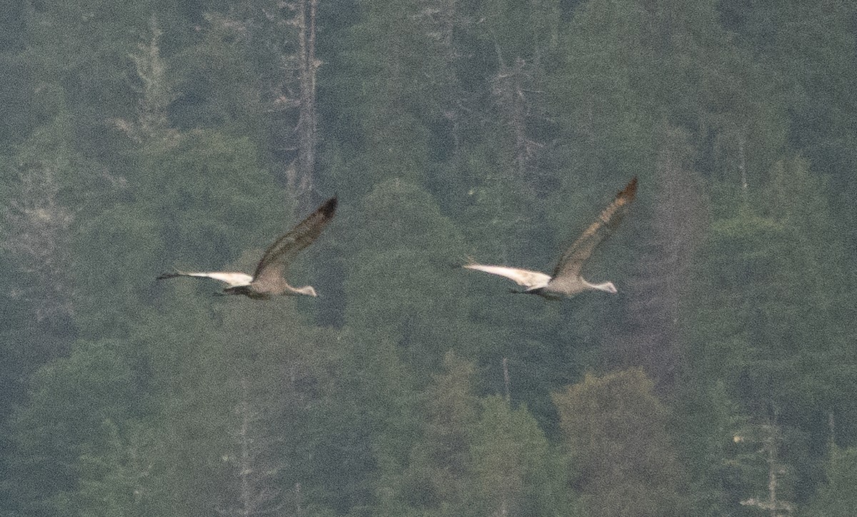 Kurrilo kanadarra - ML646719572