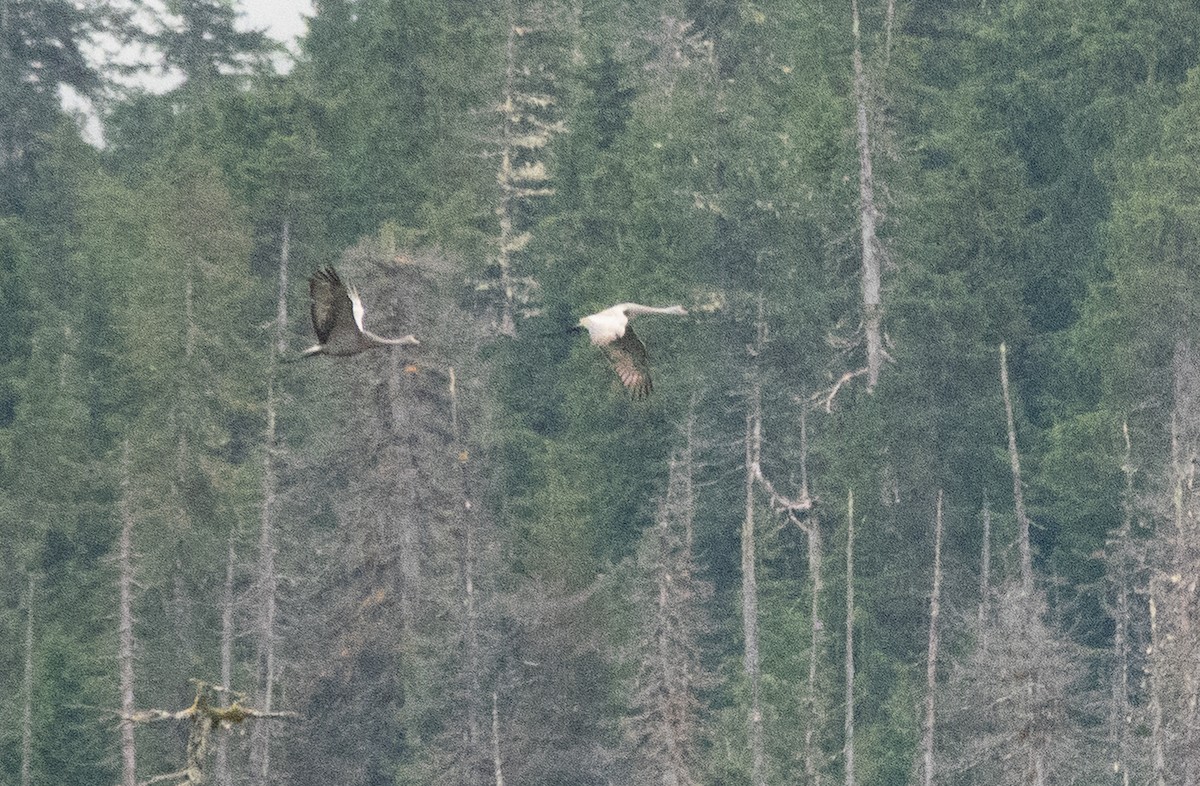 Kurrilo kanadarra - ML646719573