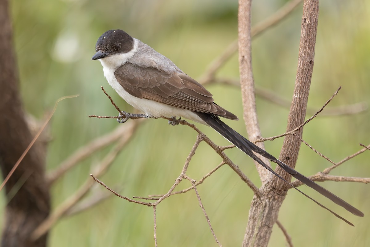 Savan Tiranı - ML646719576