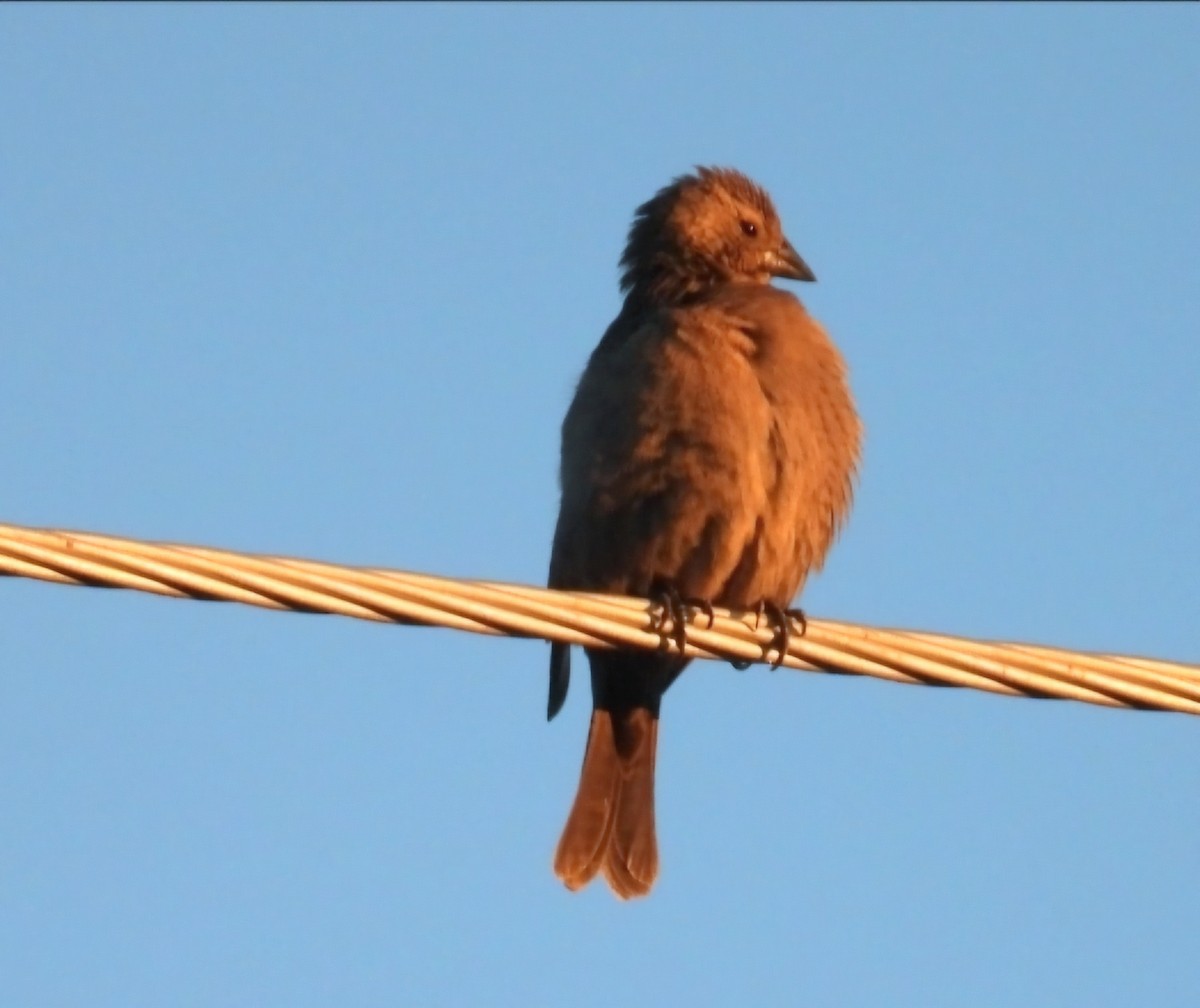 שחרורית חומת-ראש - ML646719577