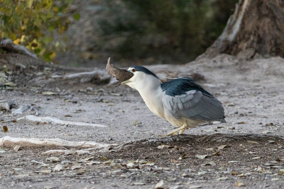 אנפת לילה - ML646719579