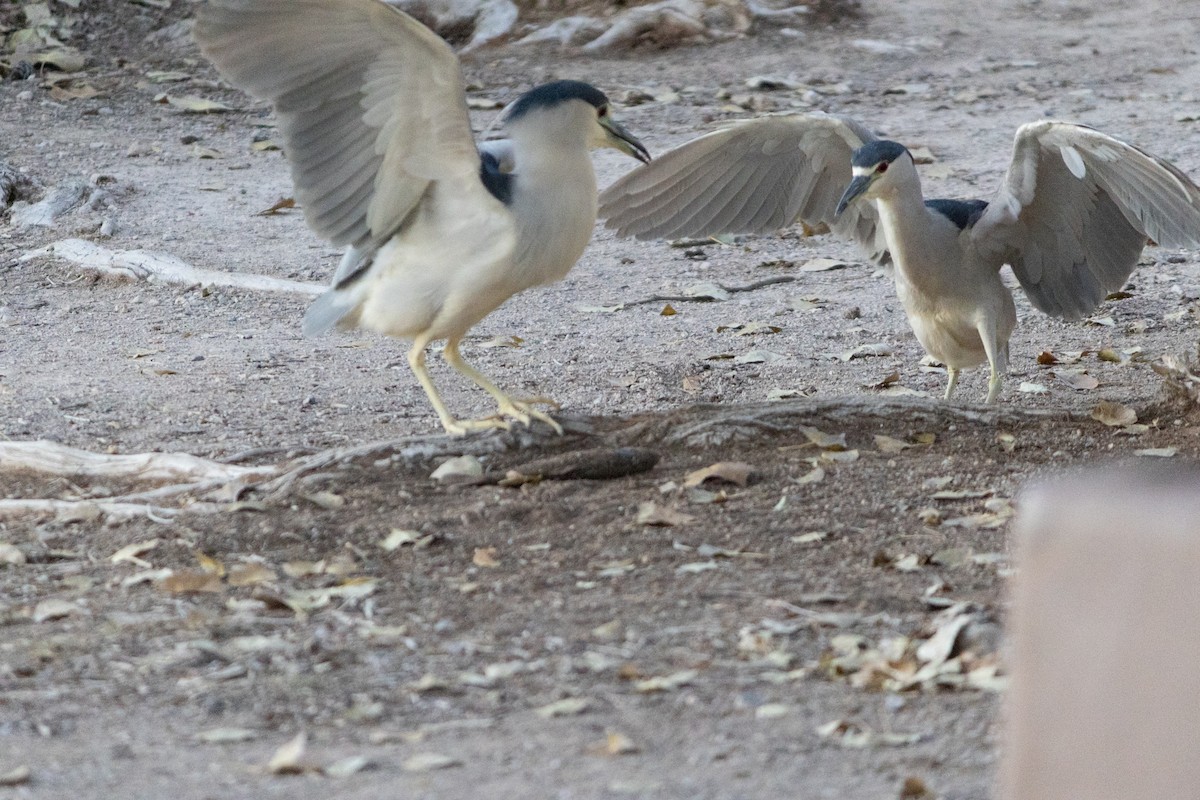 אנפת לילה - ML646719580