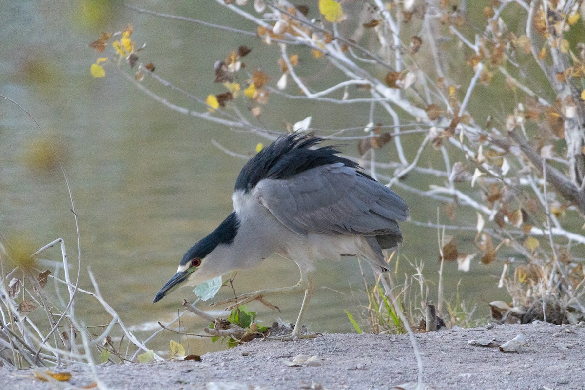 אנפת לילה - ML646719581