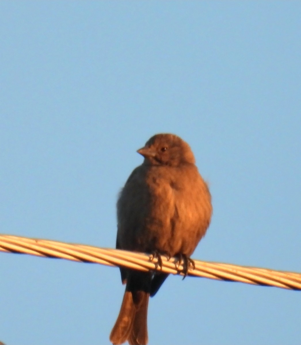 שחרורית חומת-ראש - ML646719582