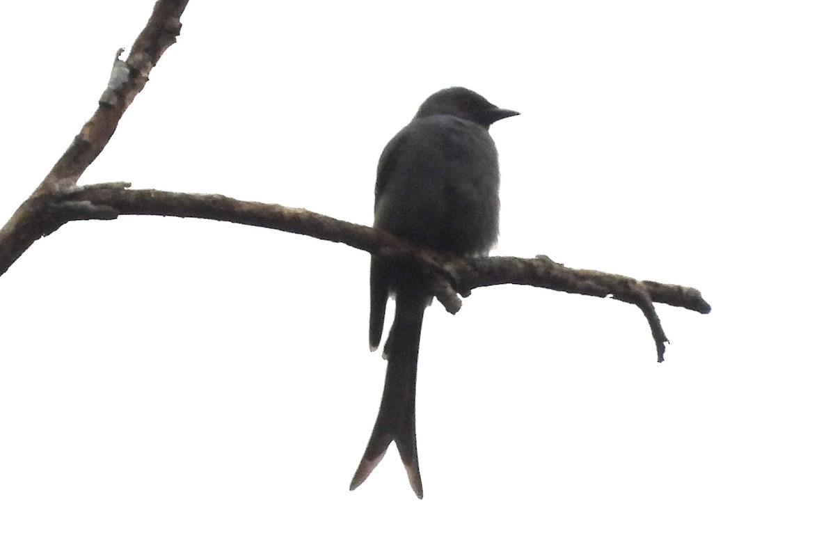 Ashy Drongo (Sooty) - ML646719583