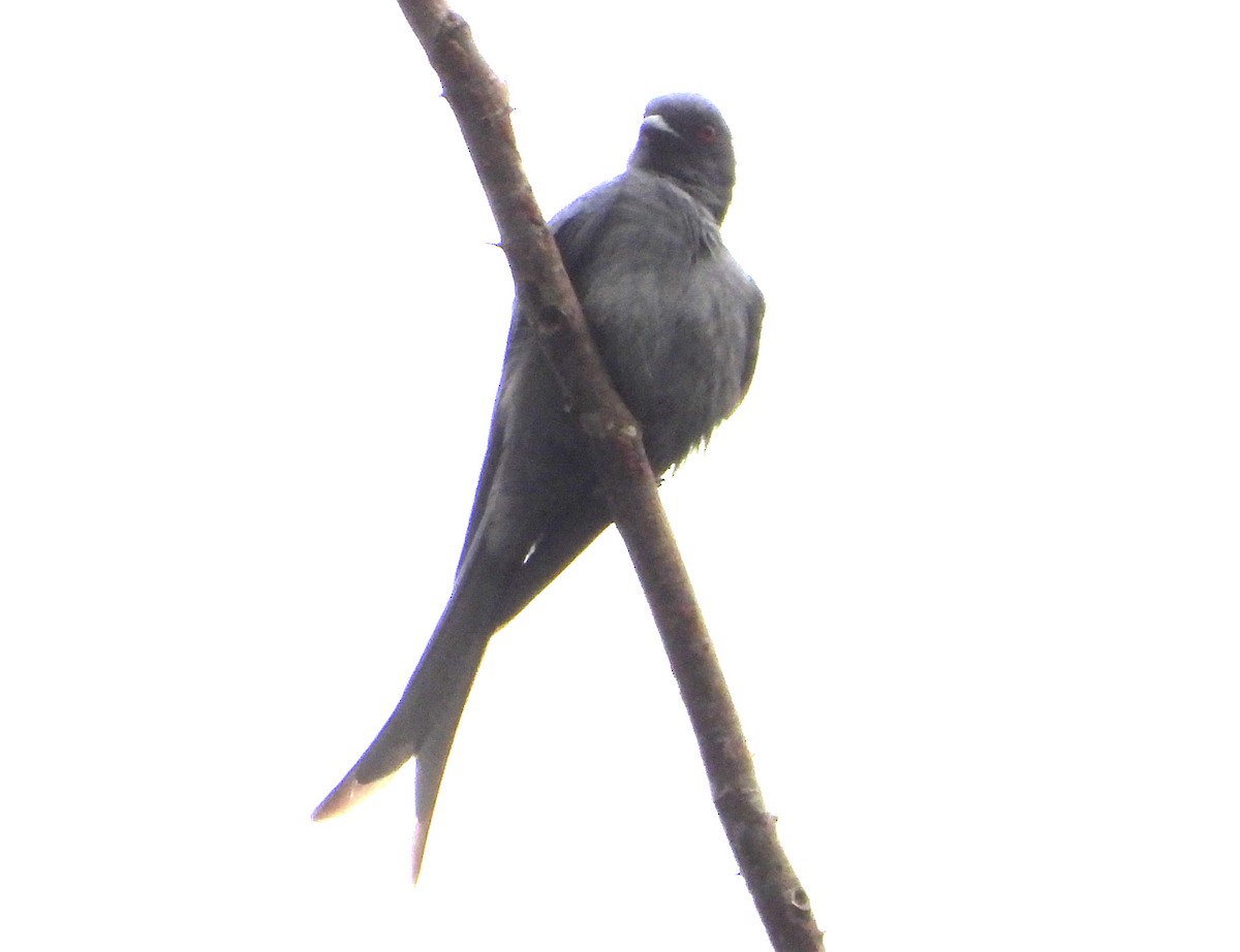 Ashy Drongo (Sooty) - ML646719584