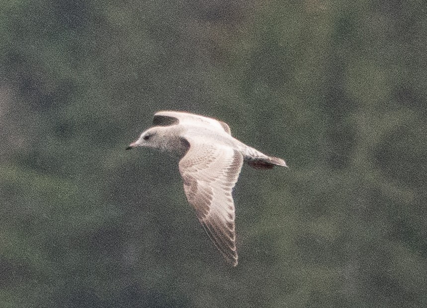 Short-billed Gull - ML646719585