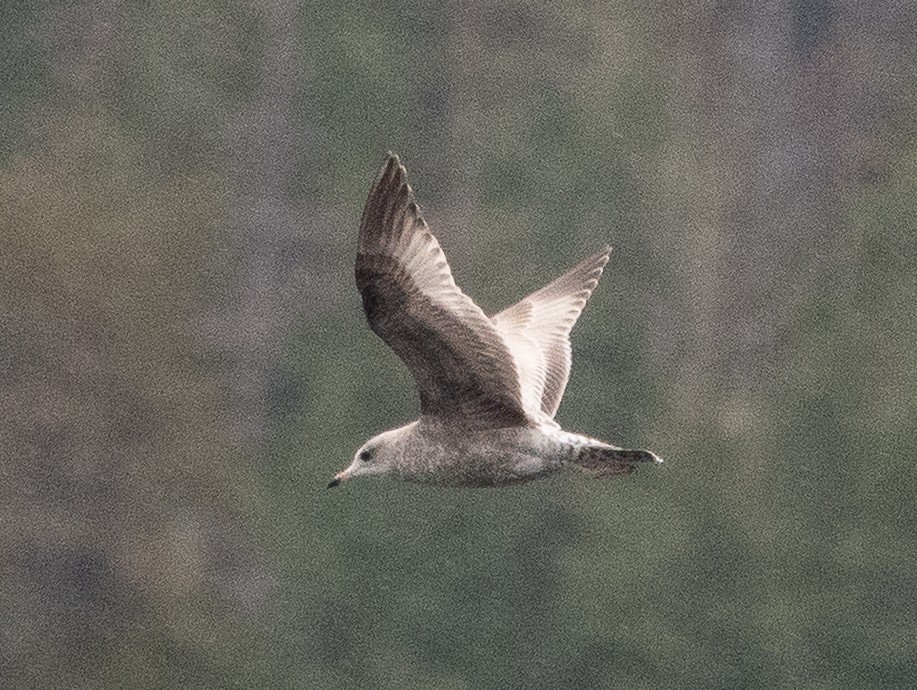 Short-billed Gull - ML646719586