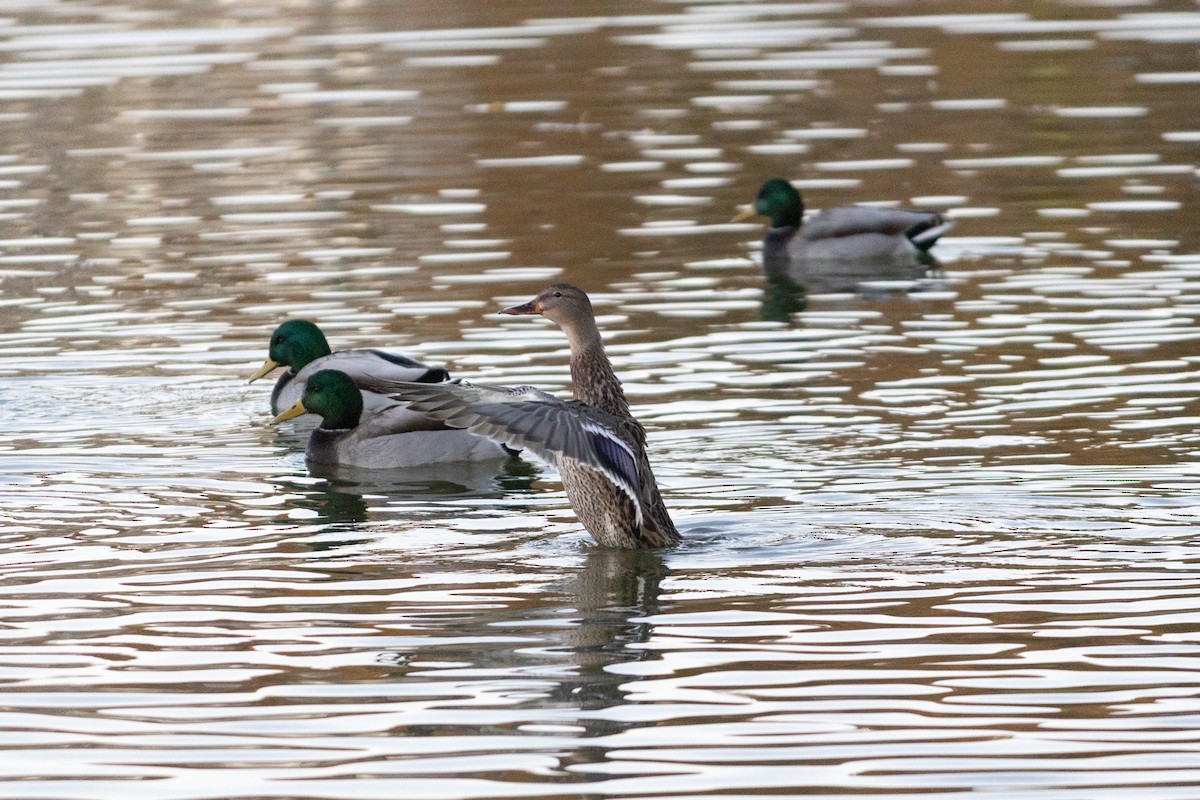 ברכיה - ML646719587