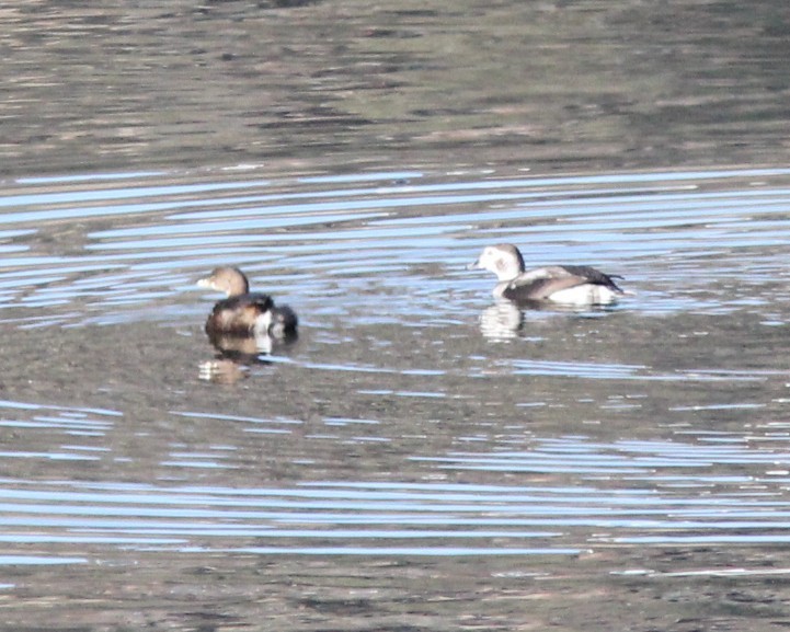 Long-tailed Duck - ML646719589