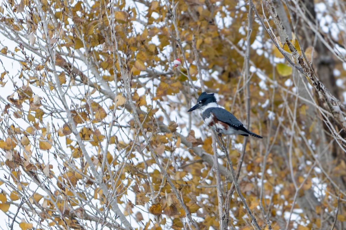 שלדג אמריקני - ML646719590