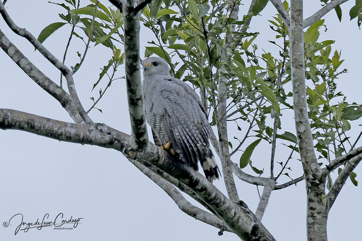 Gray-lined Hawk - ML646719591