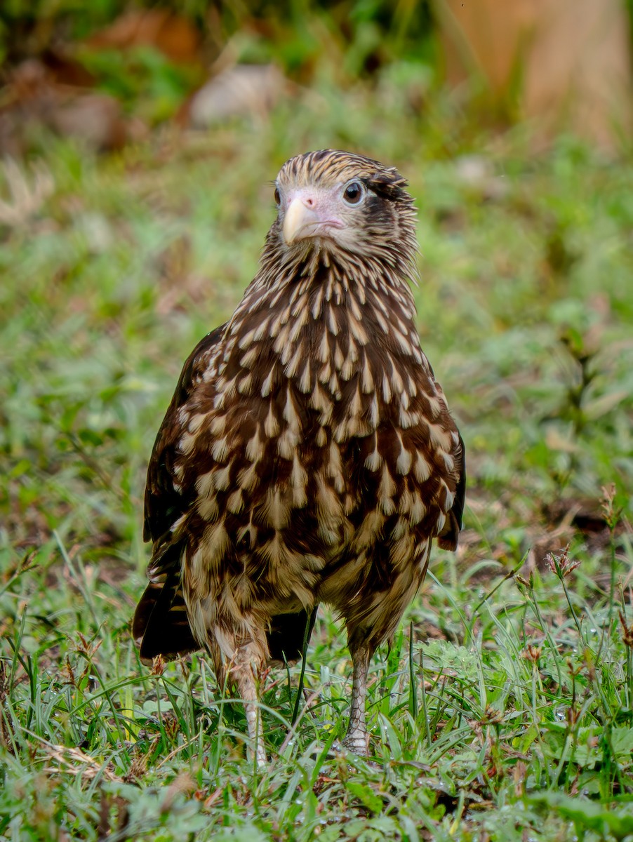 Yellow-headed Caracara - ML646719592