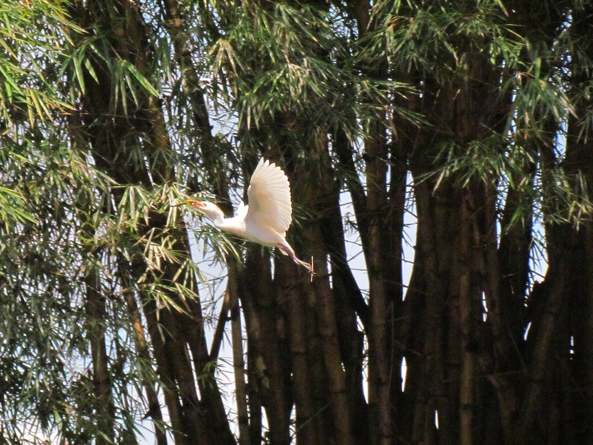 Western Cattle-Egret - ML646719598