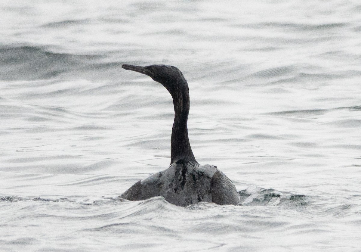 Pelagic Cormorant - ML646719599