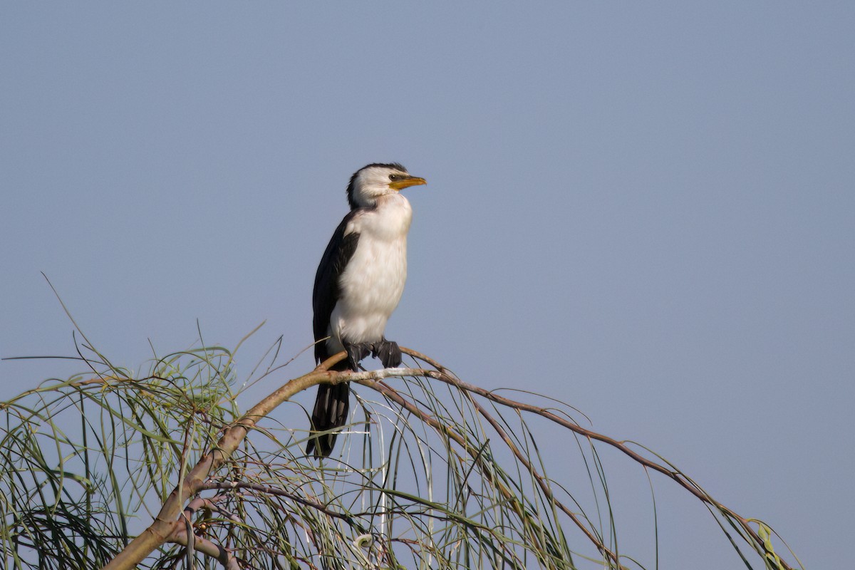 Little Pied Cormorant - ML646719600