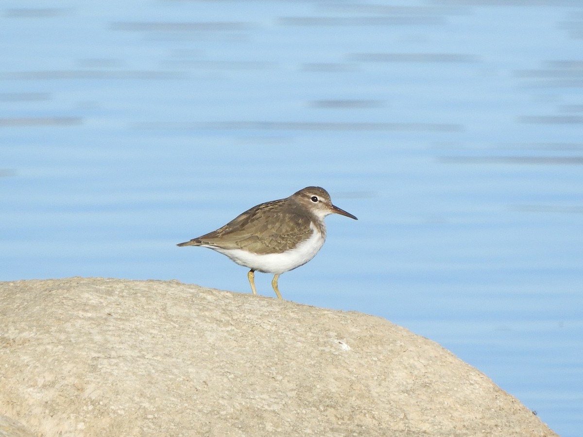 Spotted Sandpiper - ML646719601